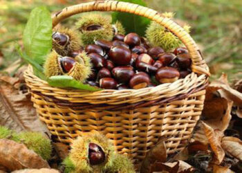 8η Γιορτή Κάστανου στην κεντρική πλατεία του Εμπορίου Εορδαίας