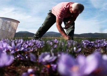 Χρηματοδότηση από την Ε.Ε. για την προώθηση του Κρόκου Κοζάνης