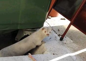 Μινκ “κόβει βόλτες” στην πλατεία Γεράνειας στη Σιάτιστα (video)