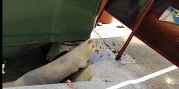 Μινκ “κόβει βόλτες” στην πλατεία Γεράνειας στη Σιάτιστα (video)