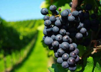 Ξινόμαυρο: Ολοκληρώθηκε η συγκομιδή στη Νάουσα μπαίνει δυναμικά το Αμύνταιο