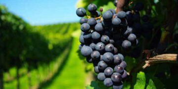 Ξινόμαυρο: Ολοκληρώθηκε η συγκομιδή στη Νάουσα μπαίνει δυναμικά το Αμύνταιο