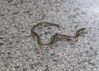 Τσοτύλι: Οχιά κατάφερε και μπήκε σε είσοδο μονοκατοικίας (video)