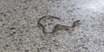 Τσοτύλι: Οχιά κατάφερε και μπήκε σε είσοδο μονοκατοικίας (video)