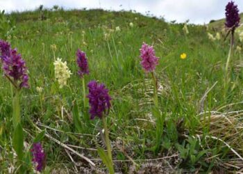 Οι ορχιδέες της Πίνδου – Απειλή για το πολύτιμο λουλούδι η παράνομη συλλογή