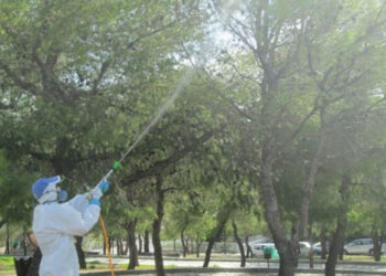 Ψεκασμοί σε πεύκα πραγματοποιούνται σήμερα και αύριο σε κοινότητες του Δήμου Κοζάνης