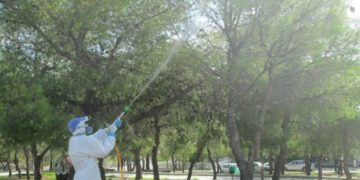 Ψεκασμοί σε πεύκα πραγματοποιούνται σήμερα και αύριο σε κοινότητες του Δήμου Κοζάνης