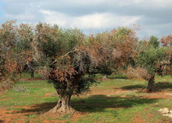Διεύθυνση Αγροτικής Οικονομίας και Κτηνιατρικής της Π.Ε. Κοζάνης: Ενημέρωση για τον επιβλαβή οργανισμό Aromia bungii (Faldermann)