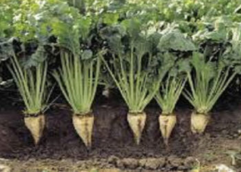 Αναρτήθηκαν οι καταστάσεις πληρωμής για την παραγωγή σακχαρότευτλων