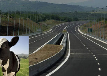 Αγελάδα έβοσκε αμέριμνη στην Εγνατία μεταξύ Κοζάνης – Βέροιας