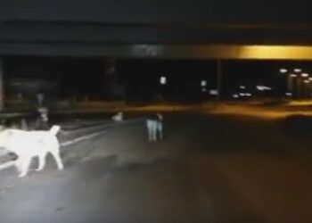 Νέα επίθεση Σημανδράκου: “Πλήρης αποτυχία στη διαχείριση των αδέσποτων – Μια “αδέσποτη” Δημοτική Αρχή που κλείνει τον κύκλο της!”