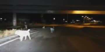 Νέα επίθεση Σημανδράκου: “Πλήρης αποτυχία στη διαχείριση των αδέσποτων – Μια “αδέσποτη” Δημοτική Αρχή που κλείνει τον κύκλο της!”