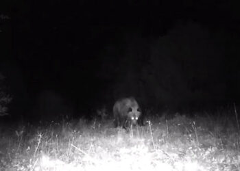 Καστοριά: Συνεχής καταγραφή άγριων ζώων από 26 κάμερες (βίντεο)