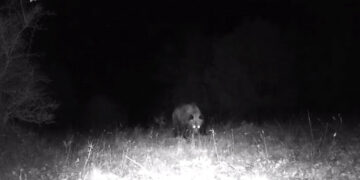 Καστοριά: Συνεχής καταγραφή άγριων ζώων από 26 κάμερες (βίντεο)