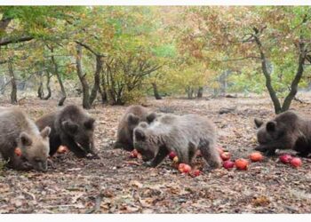 Τα πέντε ορφανά αρκουδάκια του Αρκτούρου επιστρέφουν στο φυσικό τους περιβάλλον