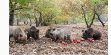 Τα πέντε ορφανά αρκουδάκια του Αρκτούρου επιστρέφουν στο φυσικό τους περιβάλλον