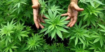 Δουλειές με …φούντες! Δόθηκαν οι δύο πρώτες άδειες παραγωγής φαρμακευτικής κάνναβης