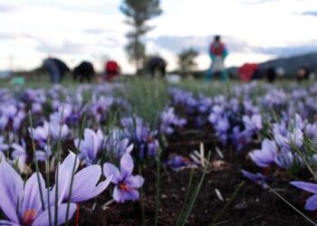 Ο πολιτικός μηχανικός που επέστρεψε από το Λονδίνο και καλλιεργεί κρόκο – Τι λέει στο “Reuters”