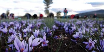 Ο πολιτικός μηχανικός που επέστρεψε από το Λονδίνο και καλλιεργεί κρόκο – Τι λέει στο “Reuters”