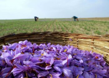 “Κρόκος Κοζάνης”: Ο 1ος Συνεταιρισμός στην “ΕΛΛΑ-ΔΙΚΑ ΜΑΣ” – Συμμετέχει και η “Tottis Pack”