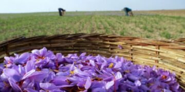 “Κρόκος Κοζάνης”: Ο 1ος Συνεταιρισμός στην “ΕΛΛΑ-ΔΙΚΑ ΜΑΣ” – Συμμετέχει και η “Tottis Pack”