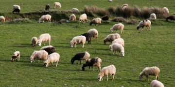 Πληρώνονται σήμερα 29 εκατ. ευρώ σε 7.000 δικαιούχους του προγράμματος Βιολογικής Κτηνοτροφίας