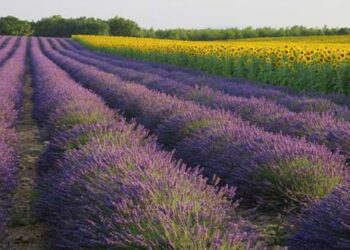 Από την Κοζάνη στις Βρυξέλλες μια…λεβάντα δρόμος (αφιέρωμα της ΝΕΑΣ ΣΕΛΙΔΑΣ στον 33χρονο αγρότη Λάζαρο Σεμερτζίδη)