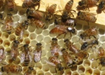 Μελισσοκομικός Σύλλογος ΠΕ Κοζάνης: Διήμερη εκδρομή στα πλαίσια του 10ου Φεστιβάλ Μελιού στην Αθήνα