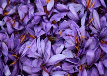 Το ρεπορτάζ – αποστολή του Reuters για την καλλιέργεια του κρόκου Κοζάνης