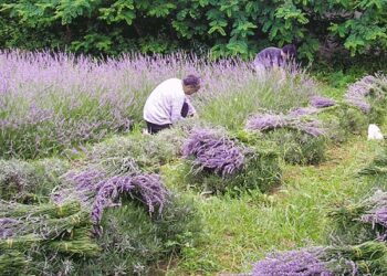 8 βότανα και φυτά που κάνουν θαύματα στην υγεία