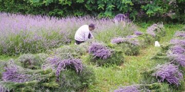 8 βότανα και φυτά που κάνουν θαύματα στην υγεία