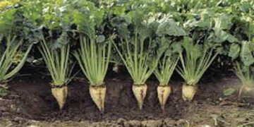 Αναρτήθηκαν οι καταστάσεις πληρωμής για την παραγωγή σακχαρότευτλων