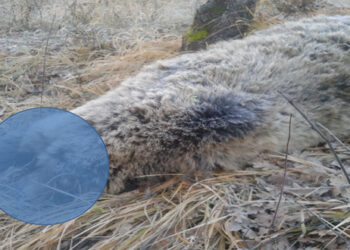 Νεκρή αρκούδα από φόλα στο Πυλωρί Βοΐου – Βρέθηκε ακρωτηριασμένη και αποκεφαλισμένη!