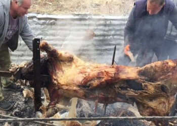 Είναι τρελοί αυτοί εκεί στην Φυτειά – Σούβλισαν γουρούνι 180 κιλών!
