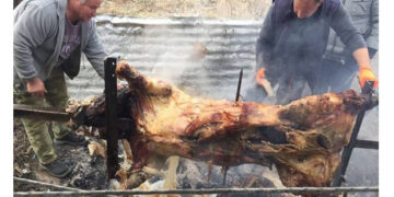 Είναι τρελοί αυτοί εκεί στην Φυτειά – Σούβλισαν γουρούνι 180 κιλών!