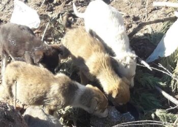 Έκκληση των εθελοντών Κυνοκομείου Πτολεμαΐδας: “5 κουτάβια 2 μηνών βρίσκονται σε σκουπιδότοπο – Δεν θα επιβιώσουν”