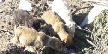 Έκκληση των εθελοντών Κυνοκομείου Πτολεμαΐδας: “5 κουτάβια 2 μηνών βρίσκονται σε σκουπιδότοπο – Δεν θα επιβιώσουν”