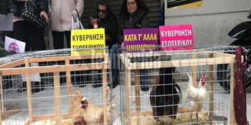 Διαμαρτυρία της ΠΟΕΔΗΝ με… κότες και κοκόρια έξω από το υπ. Υγείας!