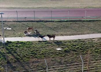 Εθελοντική Ομάδα “Σκύλοι Άνθρωποι”: Υπάρχει λύση για τα επιθετικά αδέσποτα στην περιοχή του ΕΑΚ Πτολεμαΐδας