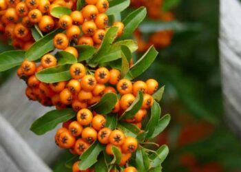 Τι είναι το ιπποφαές και που μας ωφελεί