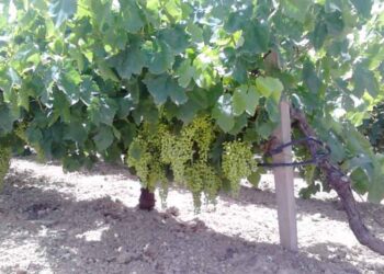 Έως 27 Μαρτίου η διαδικασία χορήγησης αδειών για νέες αμπελοφυτεύσεις έτους 2018 – Όλα τα κριτήρια