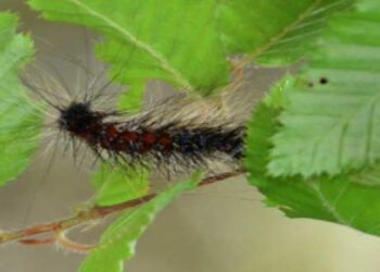 Επιχείρηση καταπολέμησης της κάμπιας – Σε προγραμματική σύμβαση με το Πανεπιστήμιο προχωρά η Περιφέρεια Δυτ. Μακεδονίας