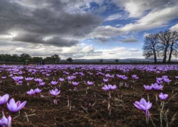 Κρόκος Κοζάνης: Πως χρησιμοποιείται, πως καλλιεργείται και πόσα λουλούδια χρειάζονται για να παράξουν ένα κιλό κρόκου