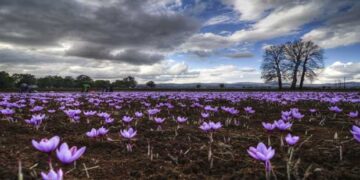 Κρόκος Κοζάνης: Πως χρησιμοποιείται, πως καλλιεργείται και πόσα λουλούδια χρειάζονται για να παράξουν ένα κιλό κρόκου
