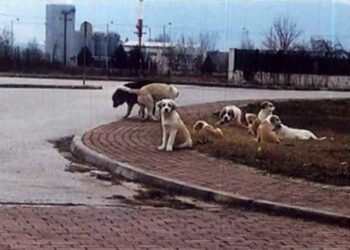 Υπαίθριο Κυνοκομείο στην Πτολεμαΐδα – Από τα παραπολιτικά του Παλμού 21/02/2018