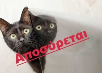 Αποσύρεται από τη δημόσια διαβούλευση για επανεξέταση το ν/σ για τα δεσποζόμενα και τα αδέσποτα ζώα συντροφιάς