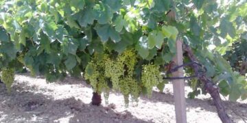 Aπό 1 Μαρτίου οι αιτήσεις για το Πρόγραμμα Αναδιάρθρωσης  και μετατροπής των αμπελώνων για το έτος 2018