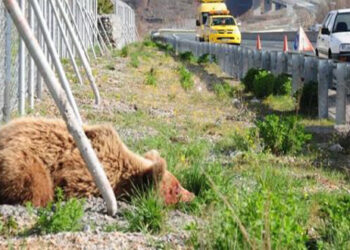 Νεκρή αρκούδα νεαρής ηλικίας εντοπίστηκε στον επαρχιακό δρόμο Βατερού-Ξηρολίμνης