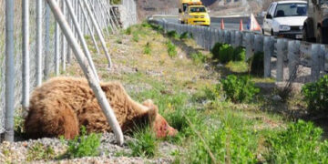 Νεκρή αρκούδα νεαρής ηλικίας εντοπίστηκε στον επαρχιακό δρόμο Βατερού-Ξηρολίμνης