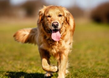 Νέος νόμος για τα κατοικίδια: Δείτε αναλυτικά τα πρόστιμα που καλούνται να πληρώσουν οι παραβάτες